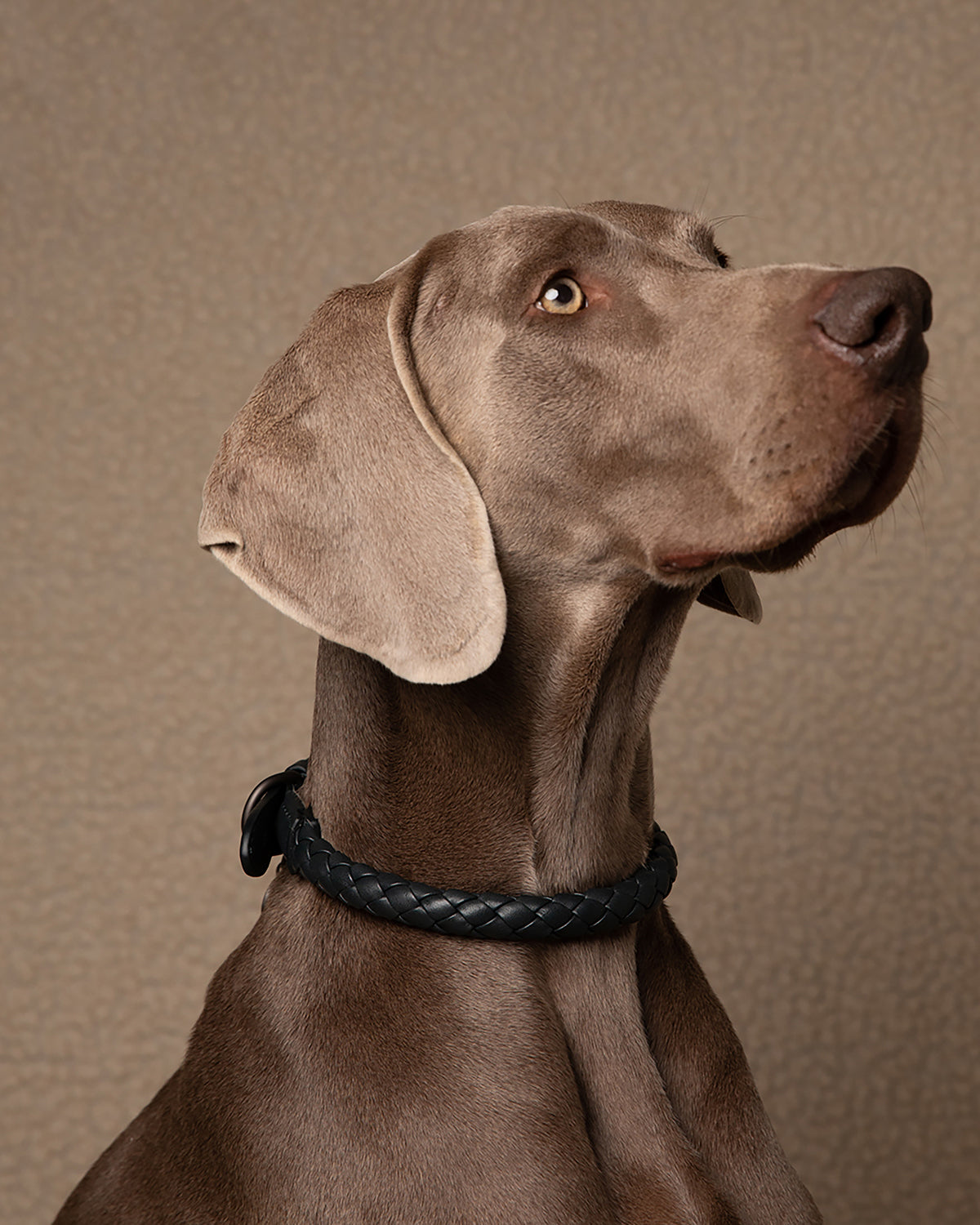 קולר עור לכלבים