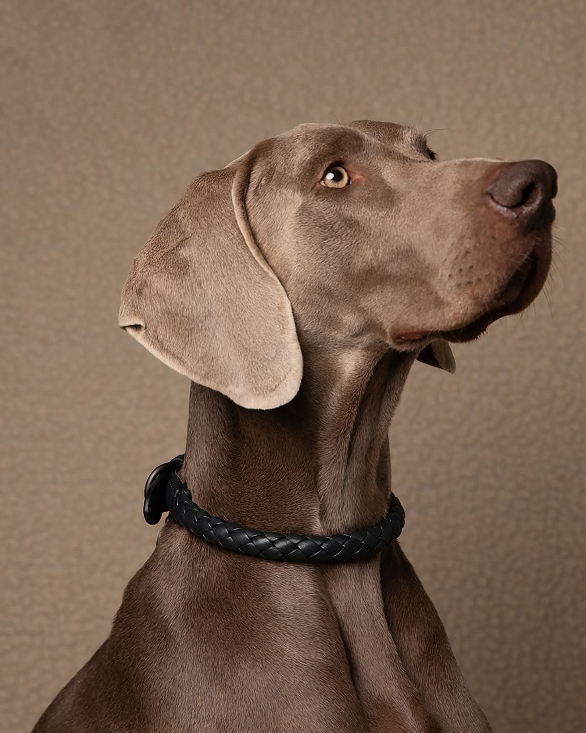 קולר עור לכלבים