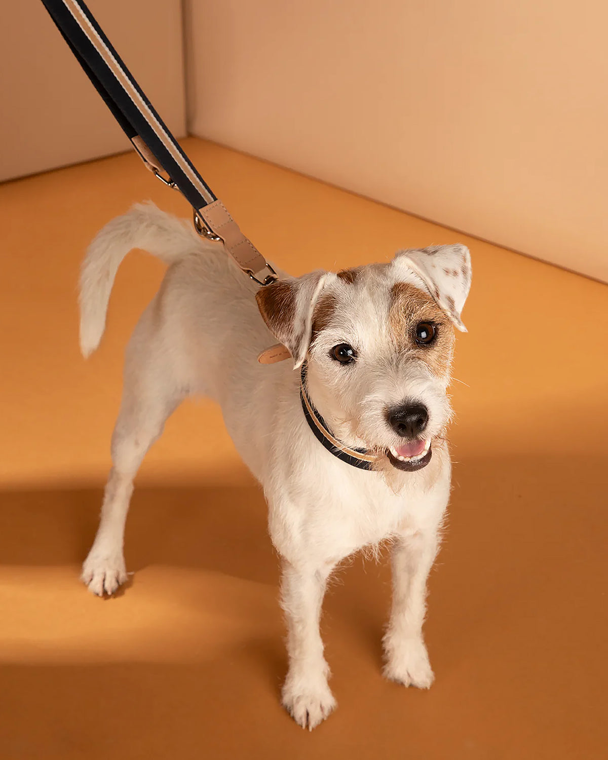 קולר לכלבים