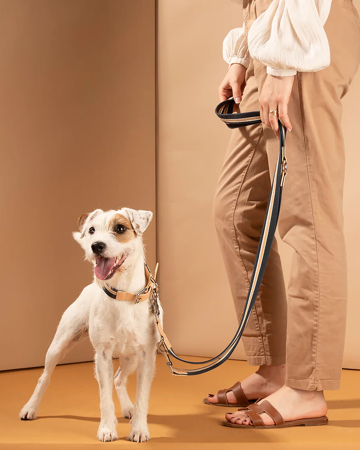 קולר לכלבים