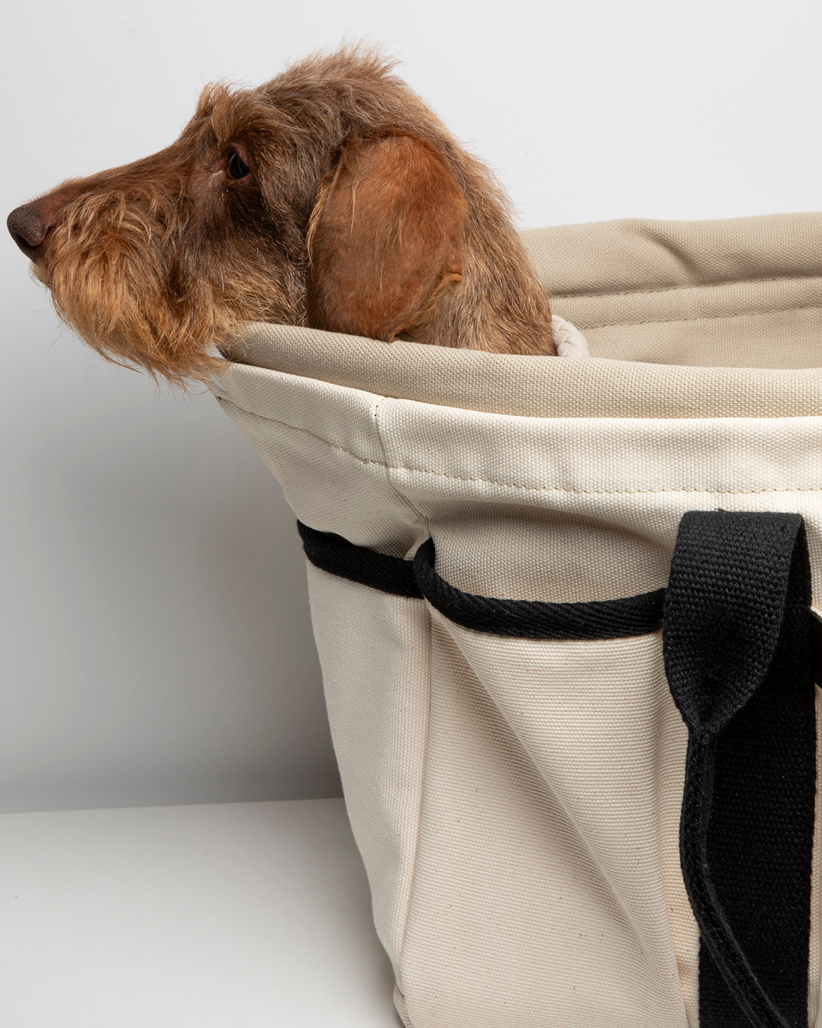 ביטנה לחלפה לתיק לכלבים