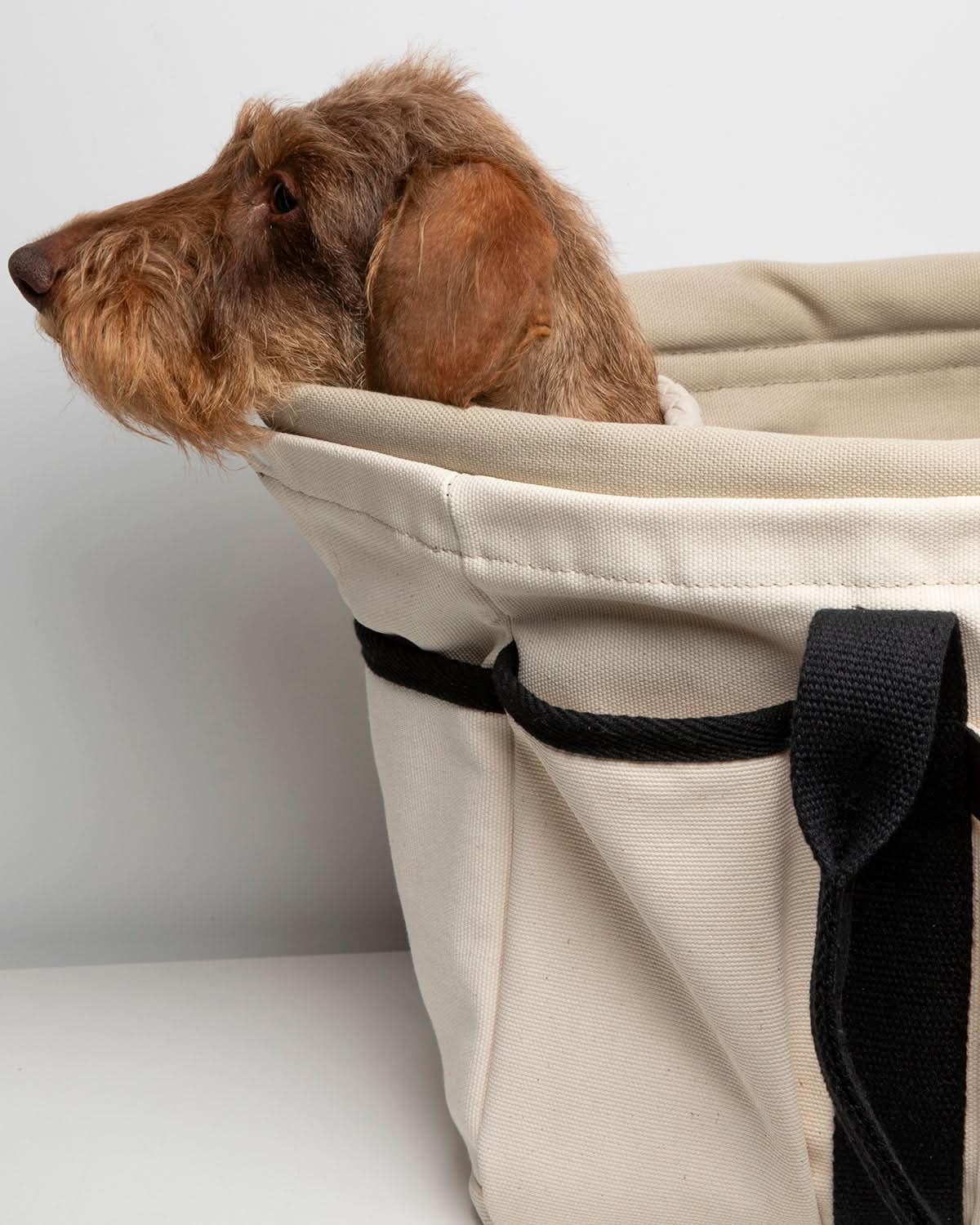 ביטנה לחלפה לתיק לכלבים