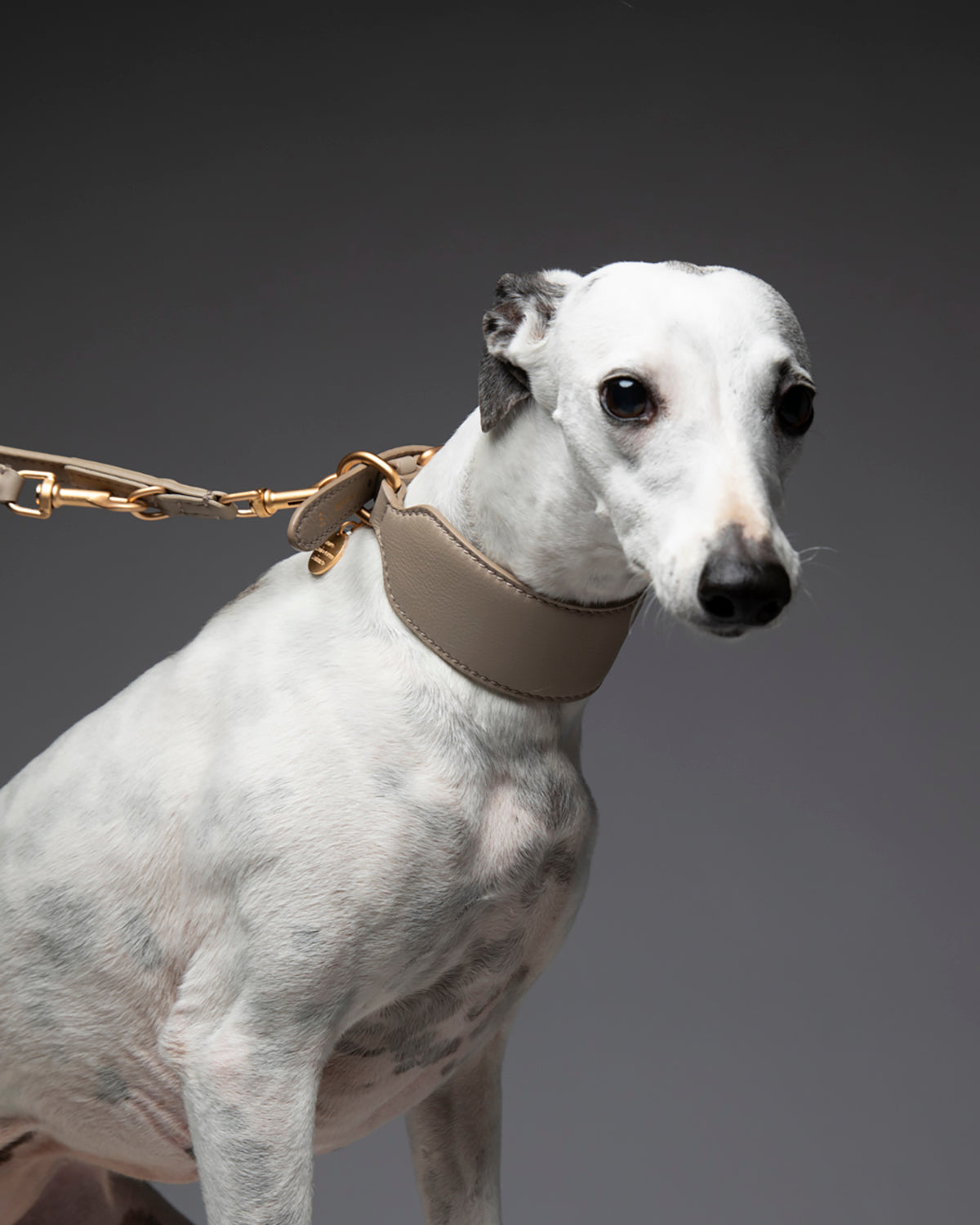 MARIO WIDE LEATHER COLLAR | קולר עור רחב לכלב