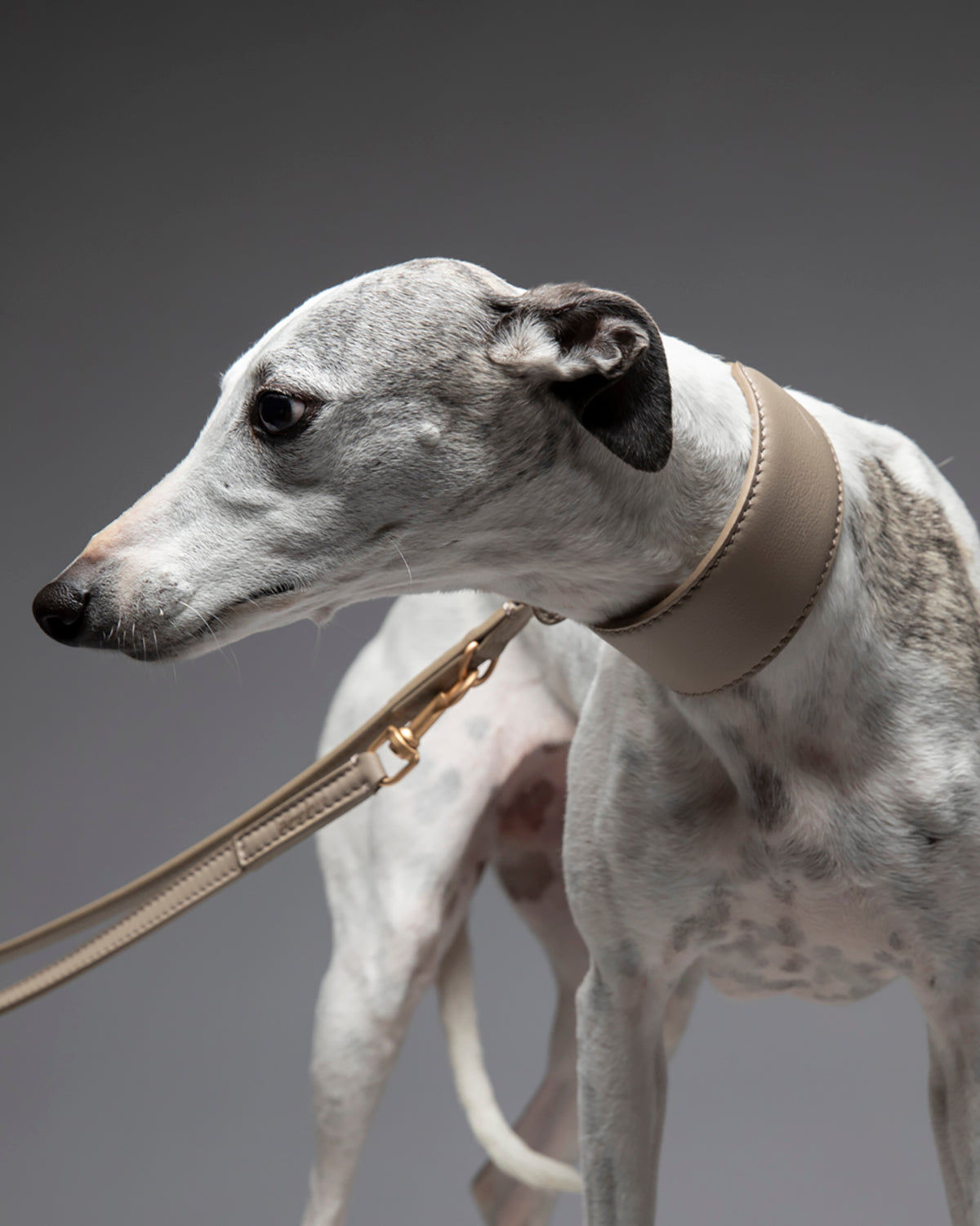 MARIO WIDE LEATHER COLLAR | קולר עור רחב לכלב