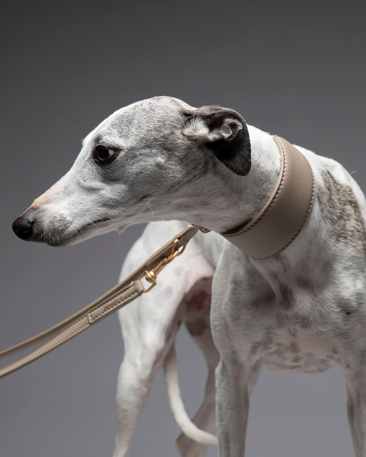 MARIO WIDE LEATHER COLLAR | קולר עור נאפה רחב לכלב