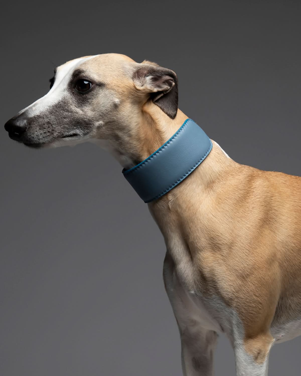 MARIO WIDE LEATHER COLLAR | קולר עור נאפה רחב לכלב