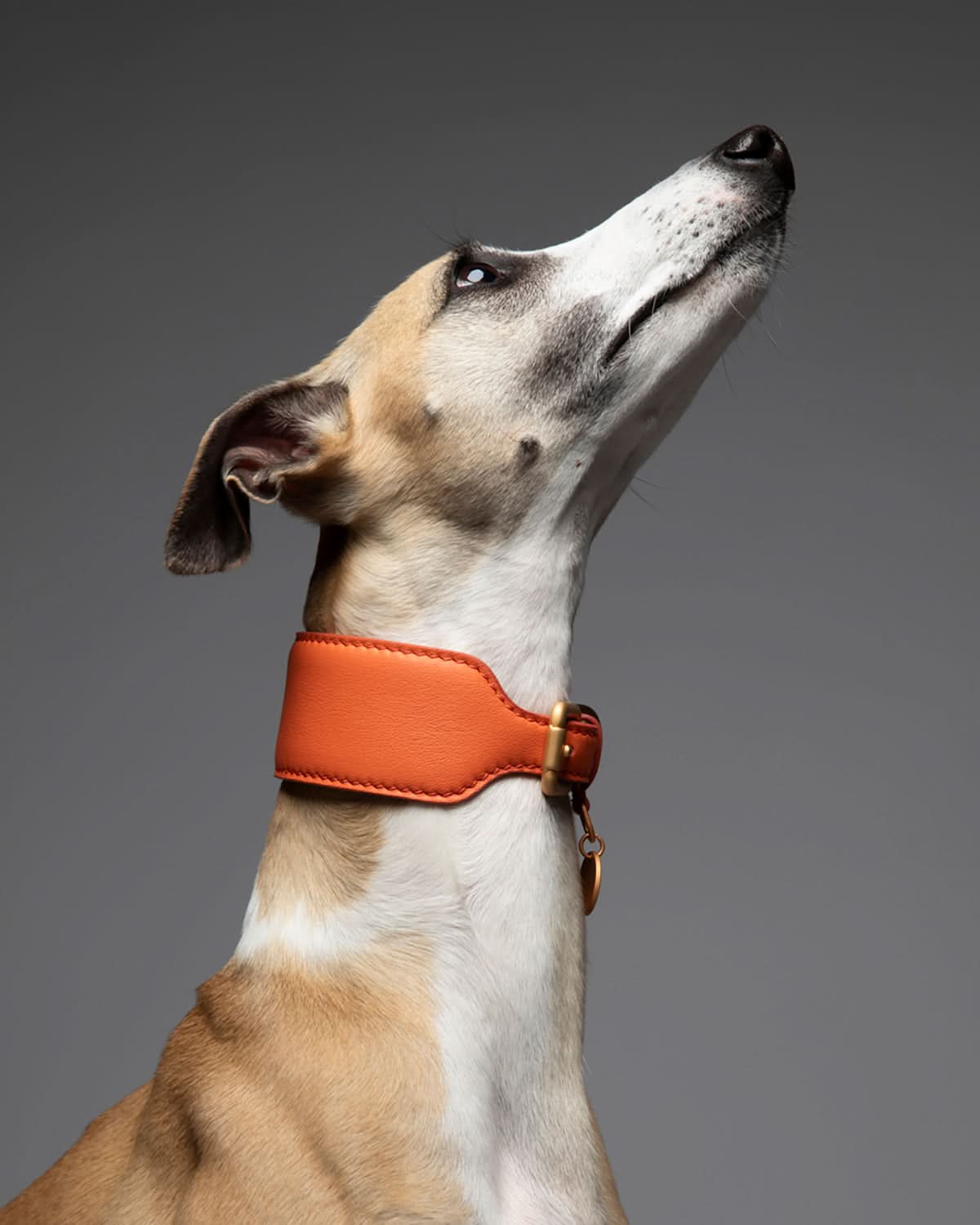 MARIO WIDE LEATHER COLLAR | קולר עור נאפה רחב לכלב