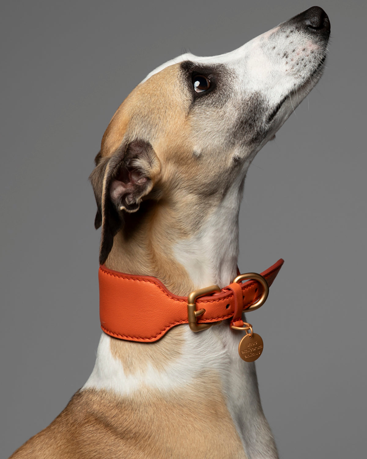 MARIO WIDE LEATHER COLLAR | קולר עור רחב לכלב