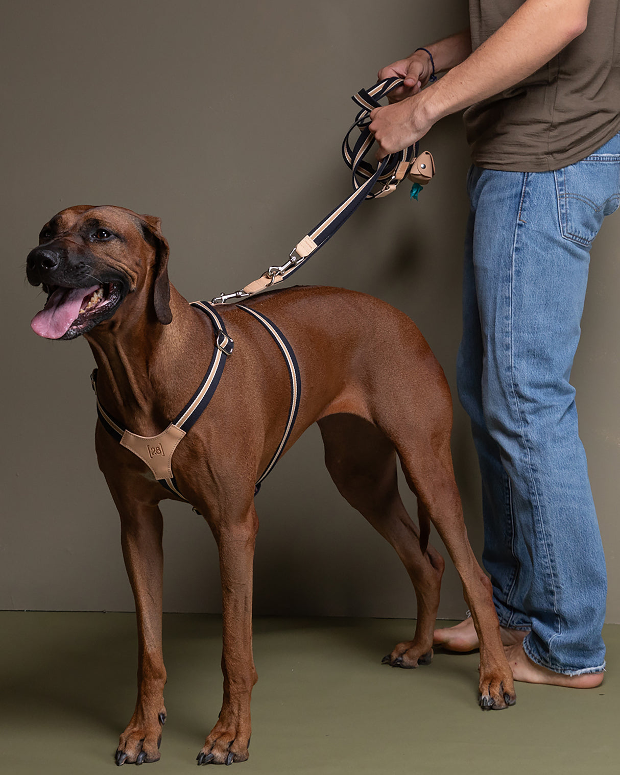 FRANCO RIBBON DOG HANRESS | רתמה לכלב