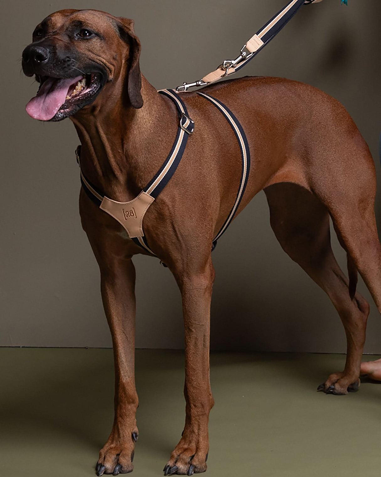 רתמה לכלב מכותנה איטלקית בשילוב עור | FRANCO RIBBON DOG HANRESS