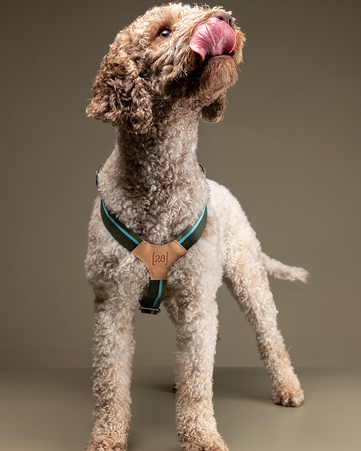 FRANCO RIBBON DOG HANRESS | רתמה לכלב