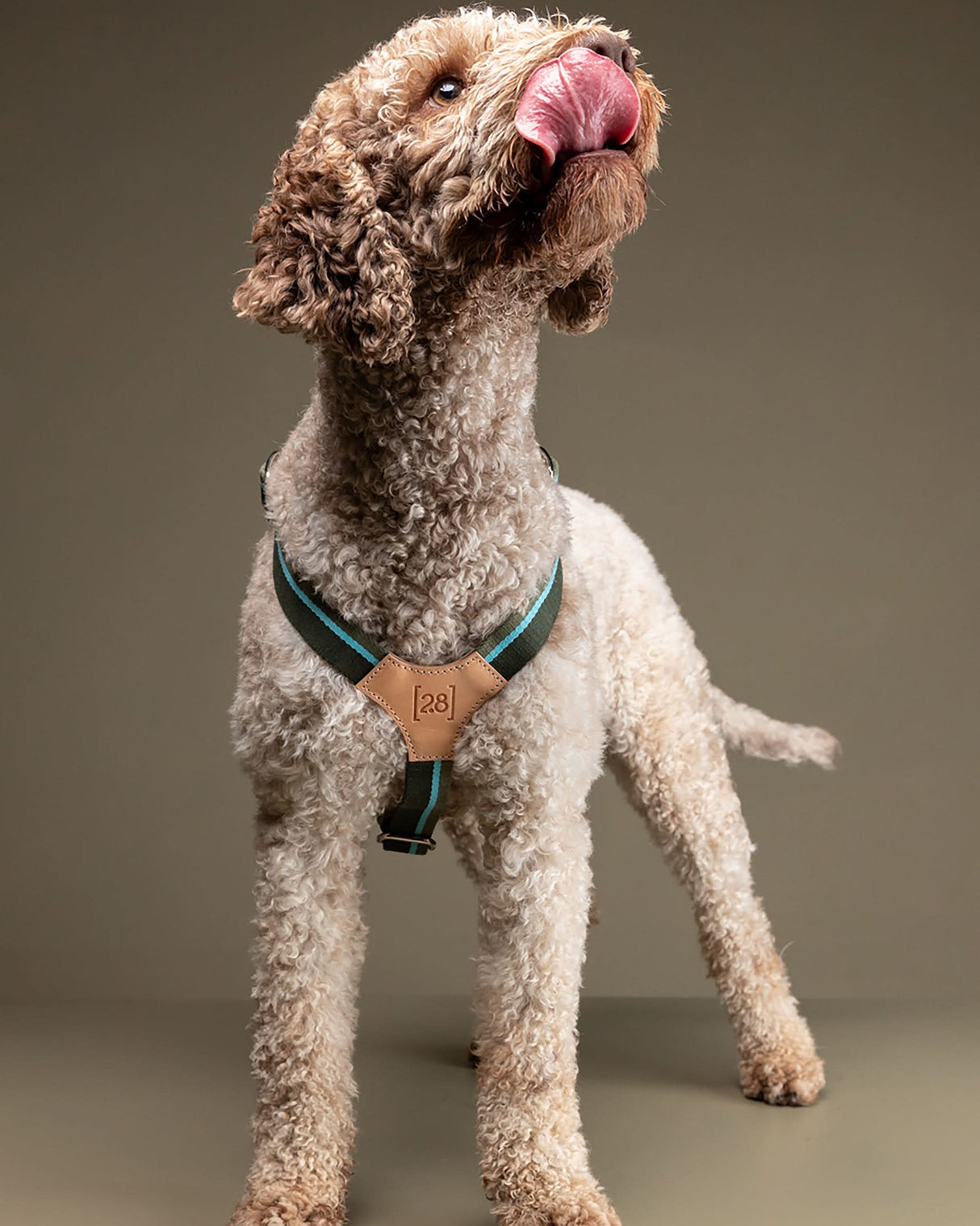 רתמה לכלב מכותנה איטלקית בשילוב עור | FRANCO RIBBON DOG HANRESS