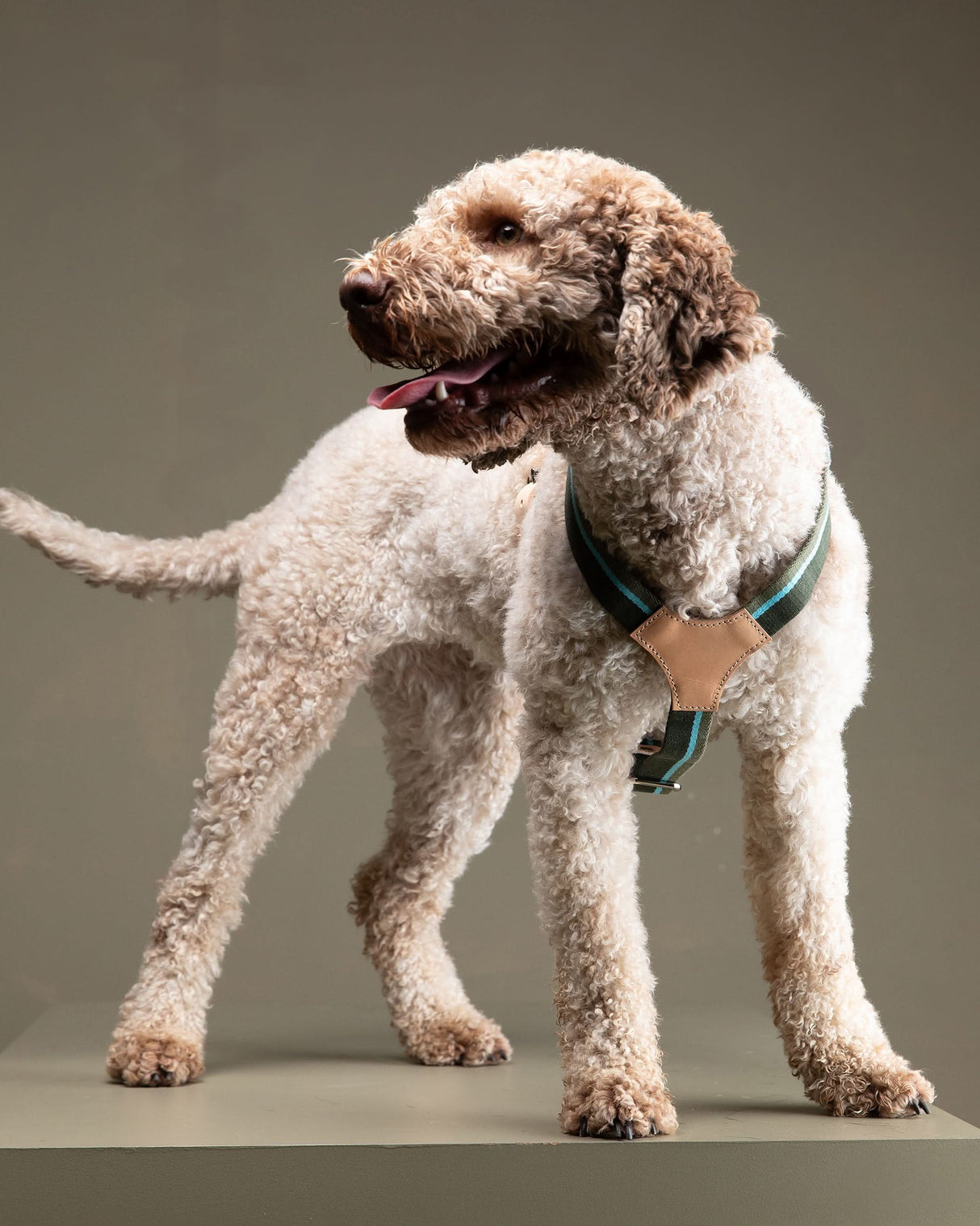 רתמה לכלב מכותנה איטלקית בשילוב עור | FRANCO RIBBON DOG HANRESS