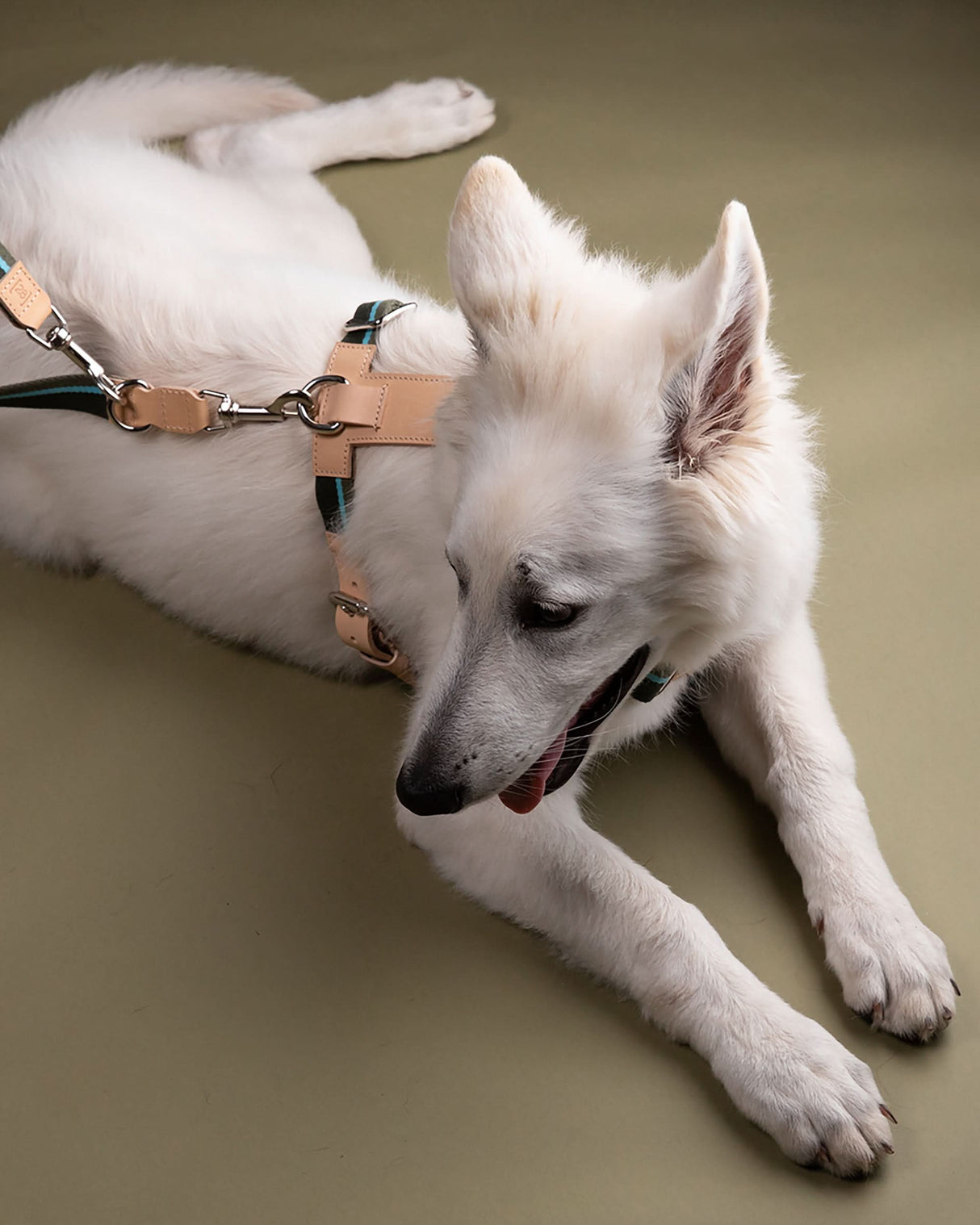 רתמה לכלב מכותנה איטלקית בשילוב עור | FRANCO RIBBON DOG HANRESS