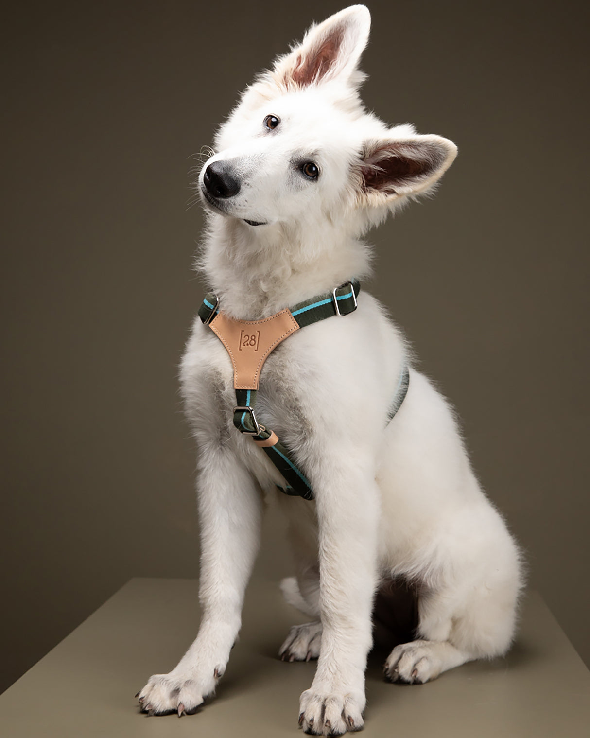 FRANCO RIBBON DOG HANRESS | רתמה לכלב