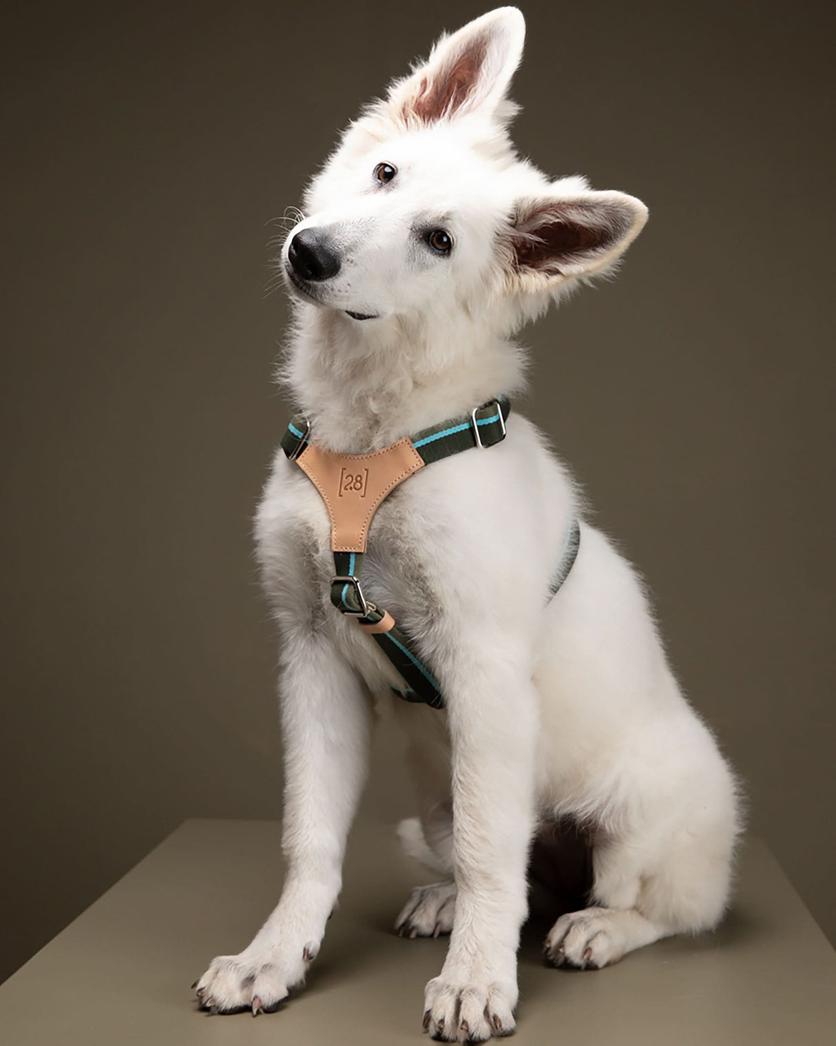 FRANCO RIBBON DOG HANRESS | רתמה לכלב