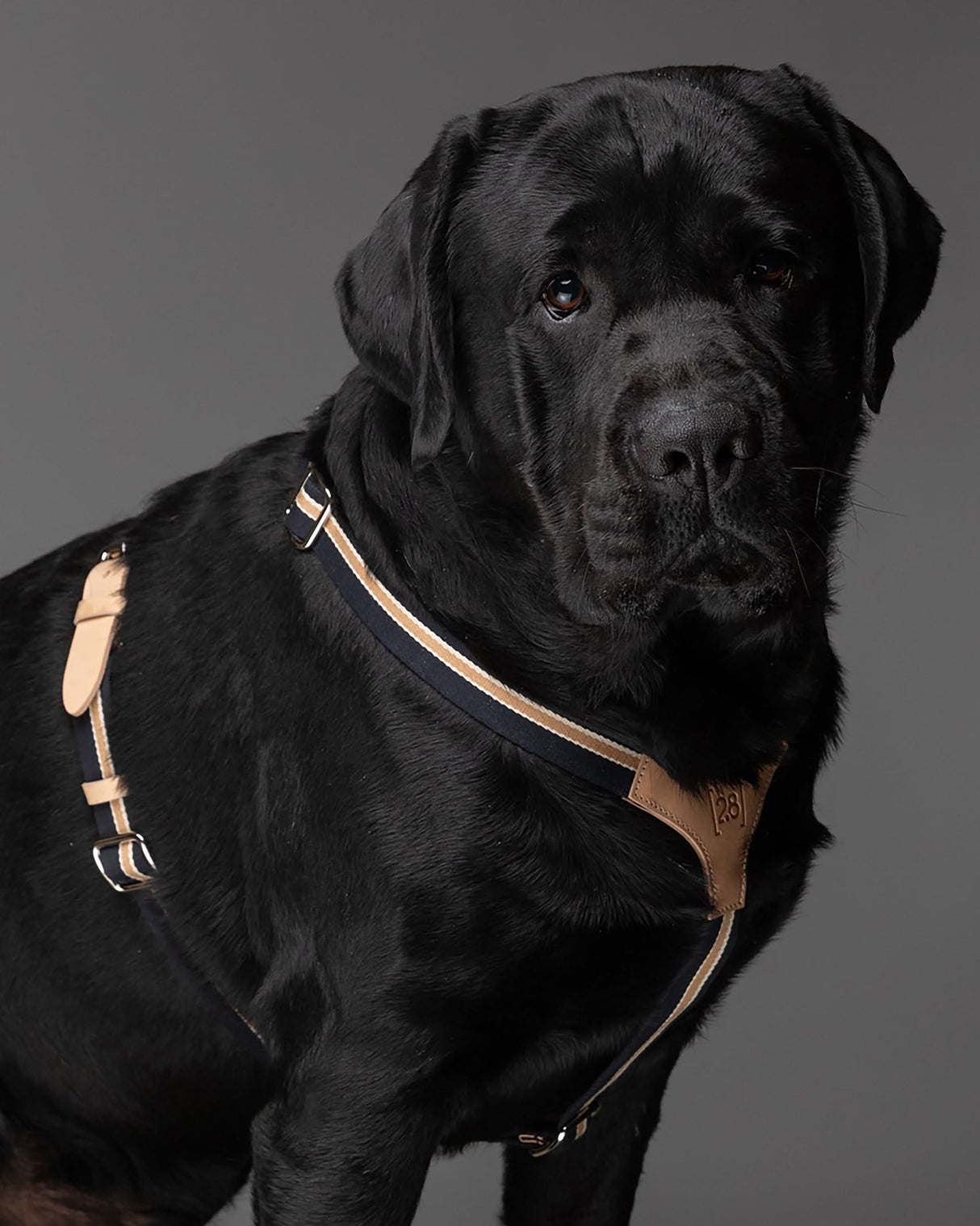 רתמה לכלב מכותנה איטלקית בשילוב עור | FRANCO RIBBON DOG HANRESS