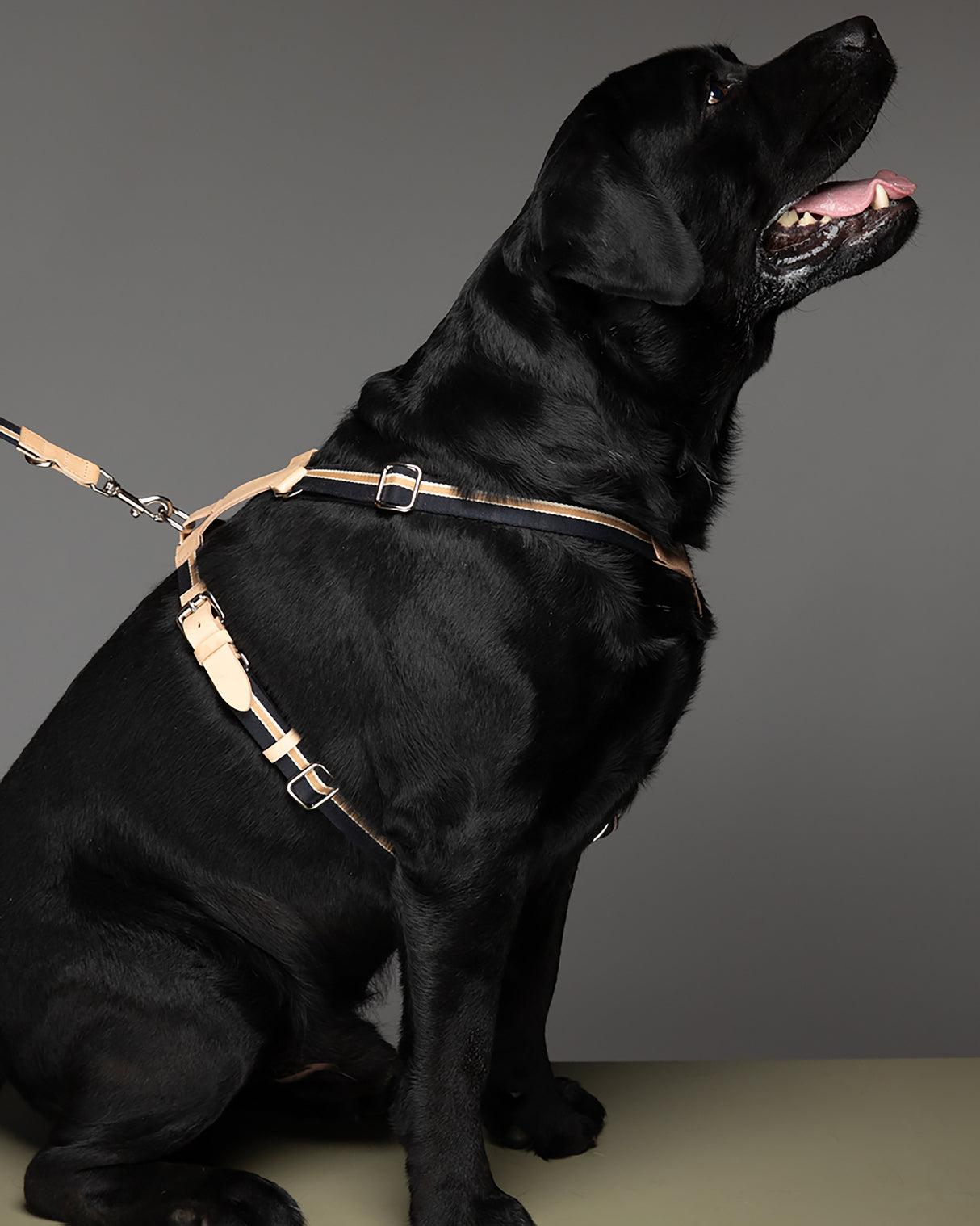 FRANCO RIBBON DOG HANRESS | רתמה לכלב