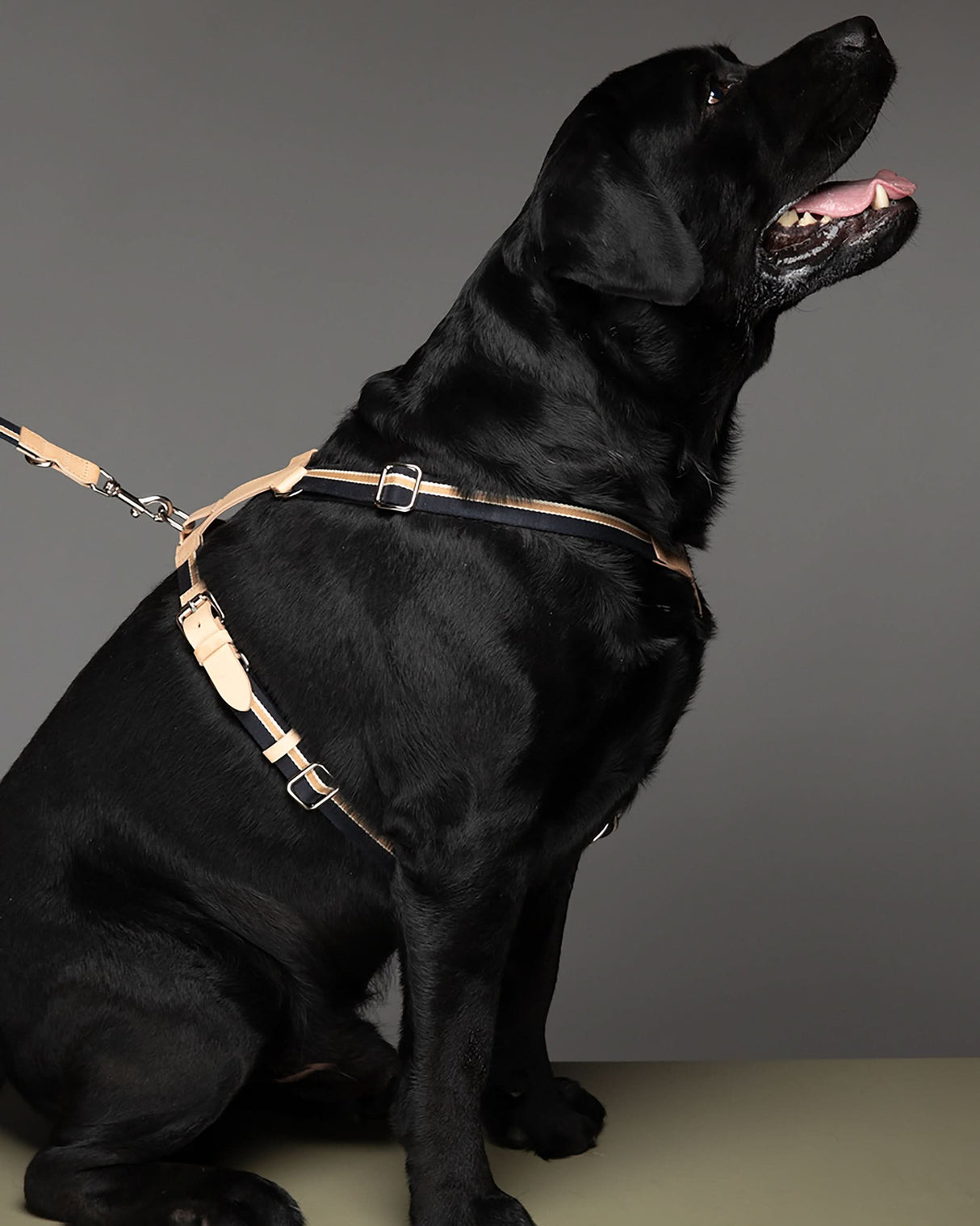 רתמה לכלב מכותנה איטלקית בשילוב עור | FRANCO RIBBON DOG HANRESS