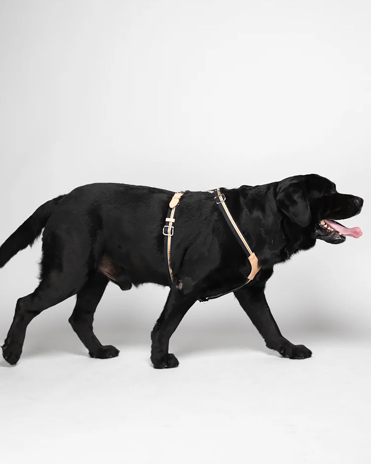 FRANCO RIBBON DOG HANRESS | רתמה לכלב