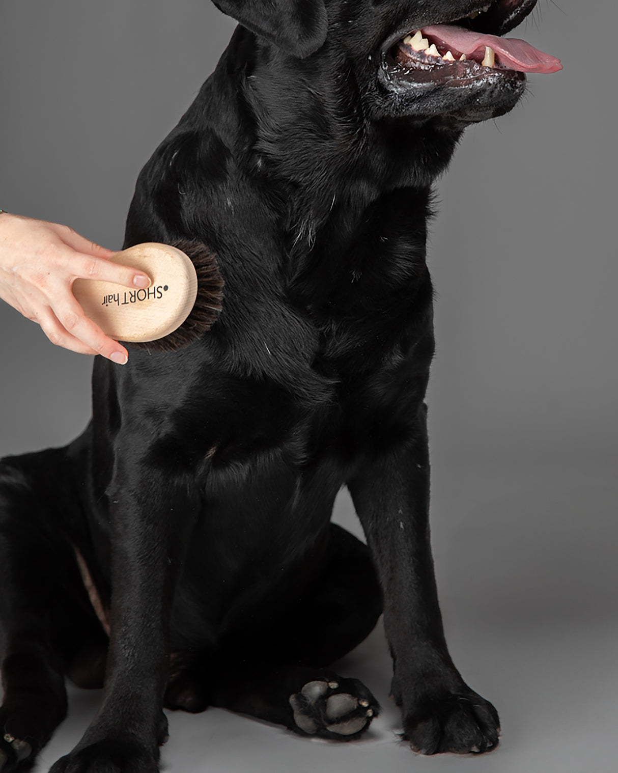 LEE DOG BRUSHES | מברשות שיער לכלבים