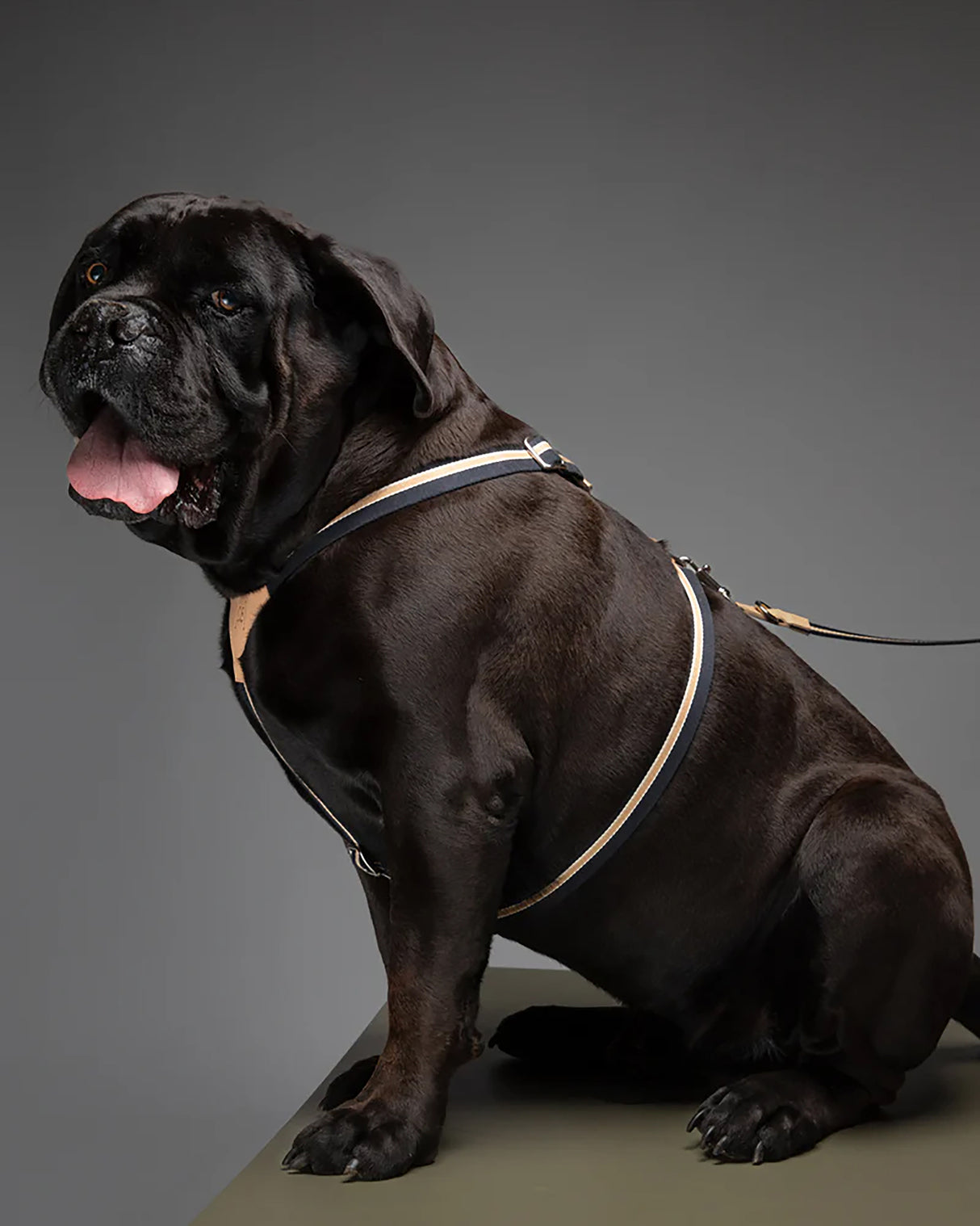 FRANCO RIBBON DOG HANRESS | רתמה לכלב