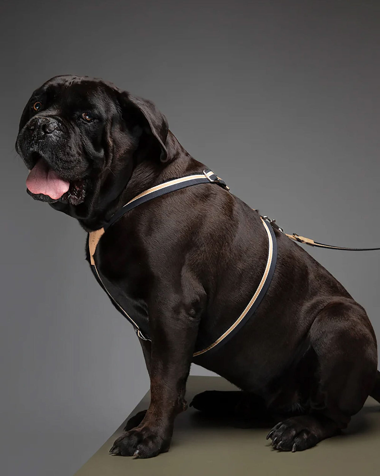 רתמה לכלב מכותנה איטלקית בשילוב עור | FRANCO RIBBON DOG HANRESS