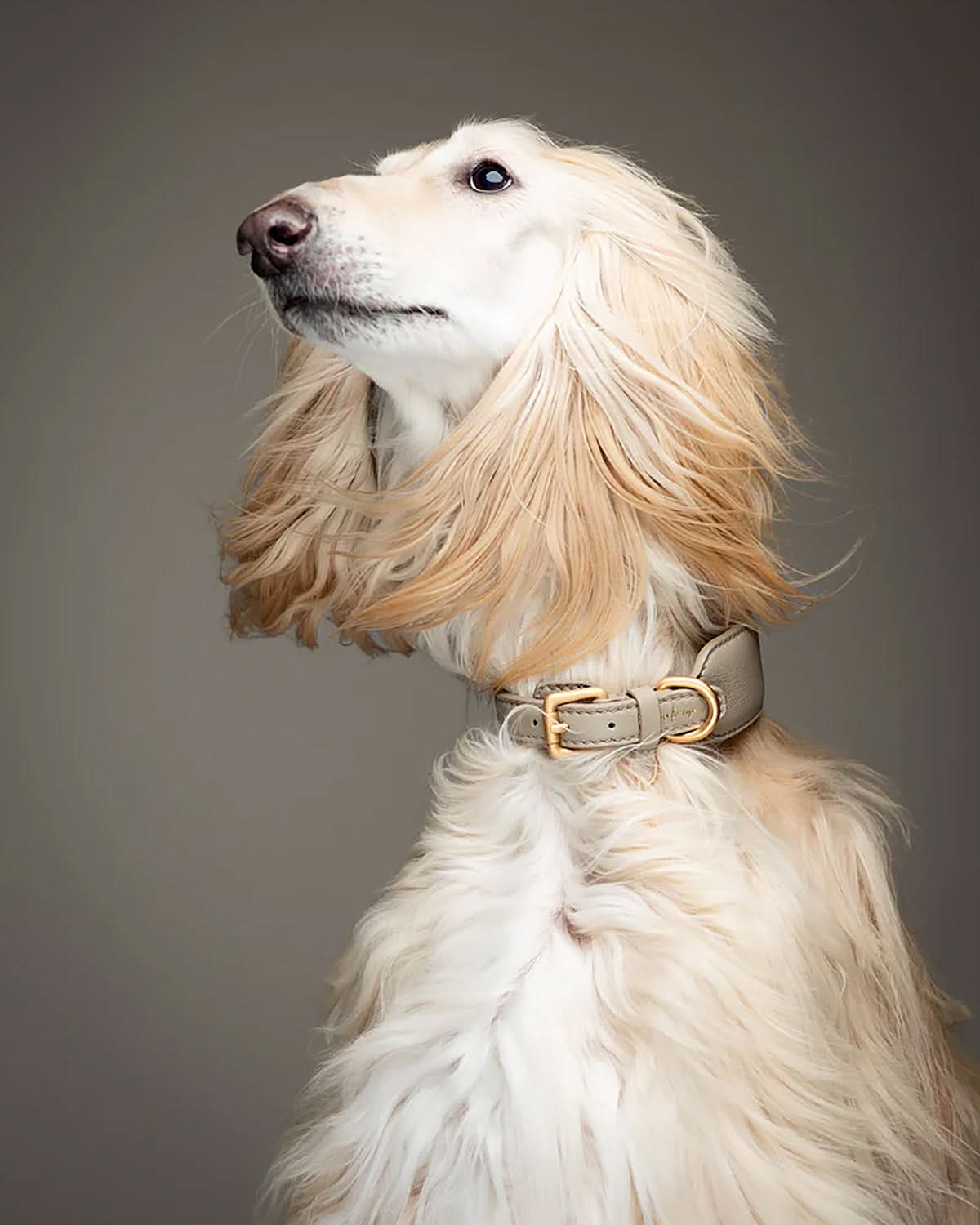 MARIO WIDE LEATHER COLLAR | קולר עור נאפה רחב לכלב