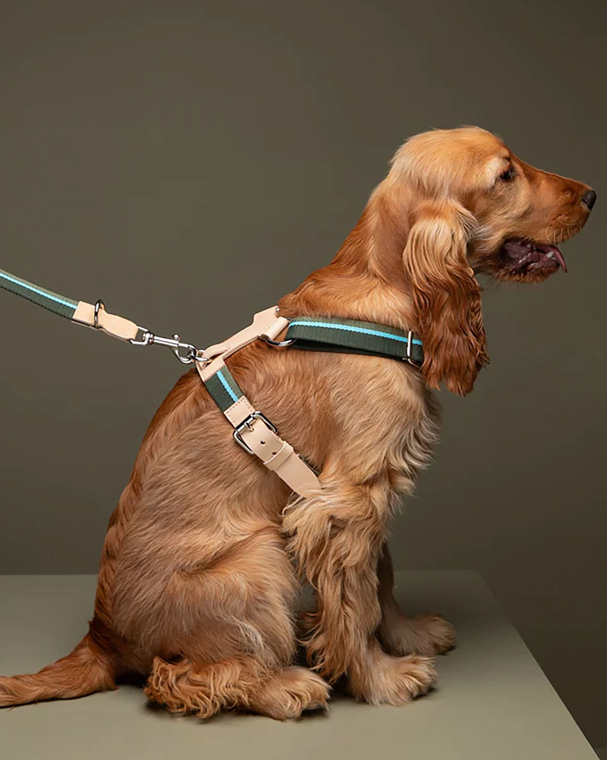 רתמה לכלב מכותנה איטלקית בשילוב עור | FRANCO RIBBON DOG HANRESS