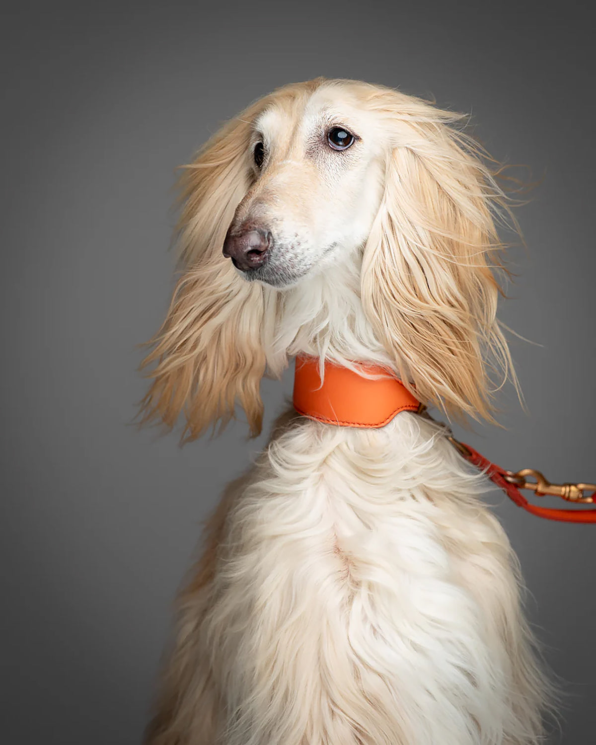 MARIO WIDE LEATHER COLLAR | קולר עור רחב לכלב