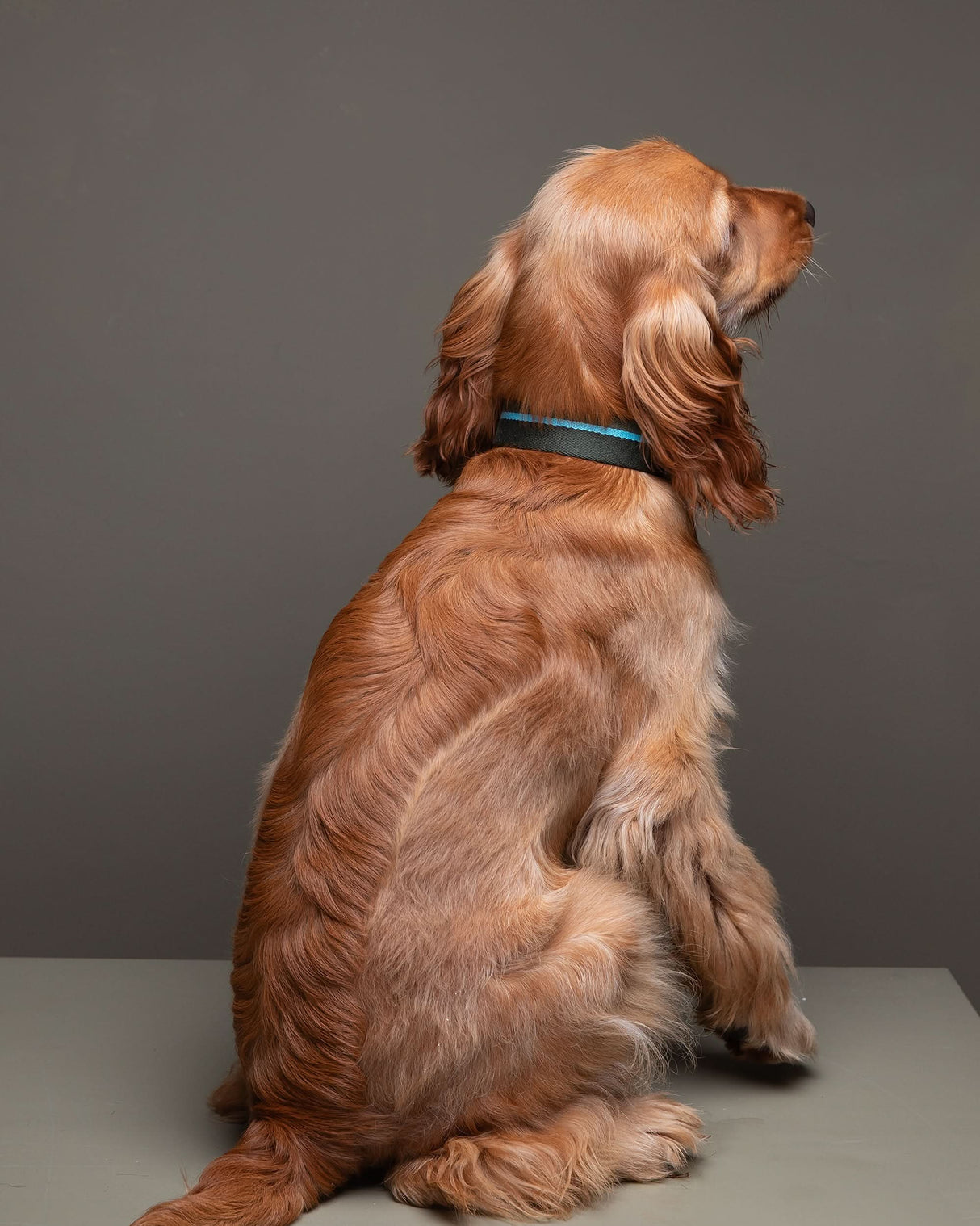 FRANCO RIBBON DOG COLLAR | קולר לכלב