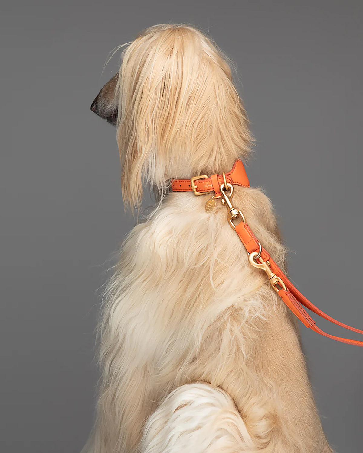 MARIO WIDE LEATHER COLLAR | קולר עור רחב לכלב