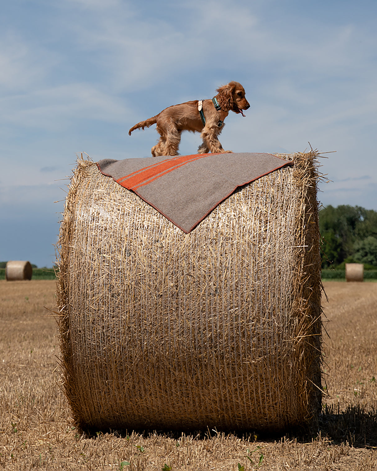 FRANCO RIBBON DOG HANRESS | רתמה לכלב