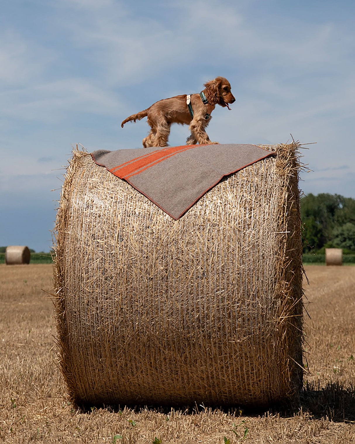 FRANCO RIBBON DOG HANRESS | רתמה לכלב