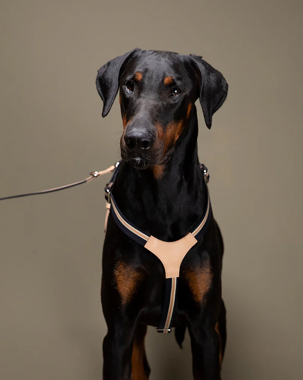 FRANCO RIBBON DOG HANRESS | רתמה לכלב