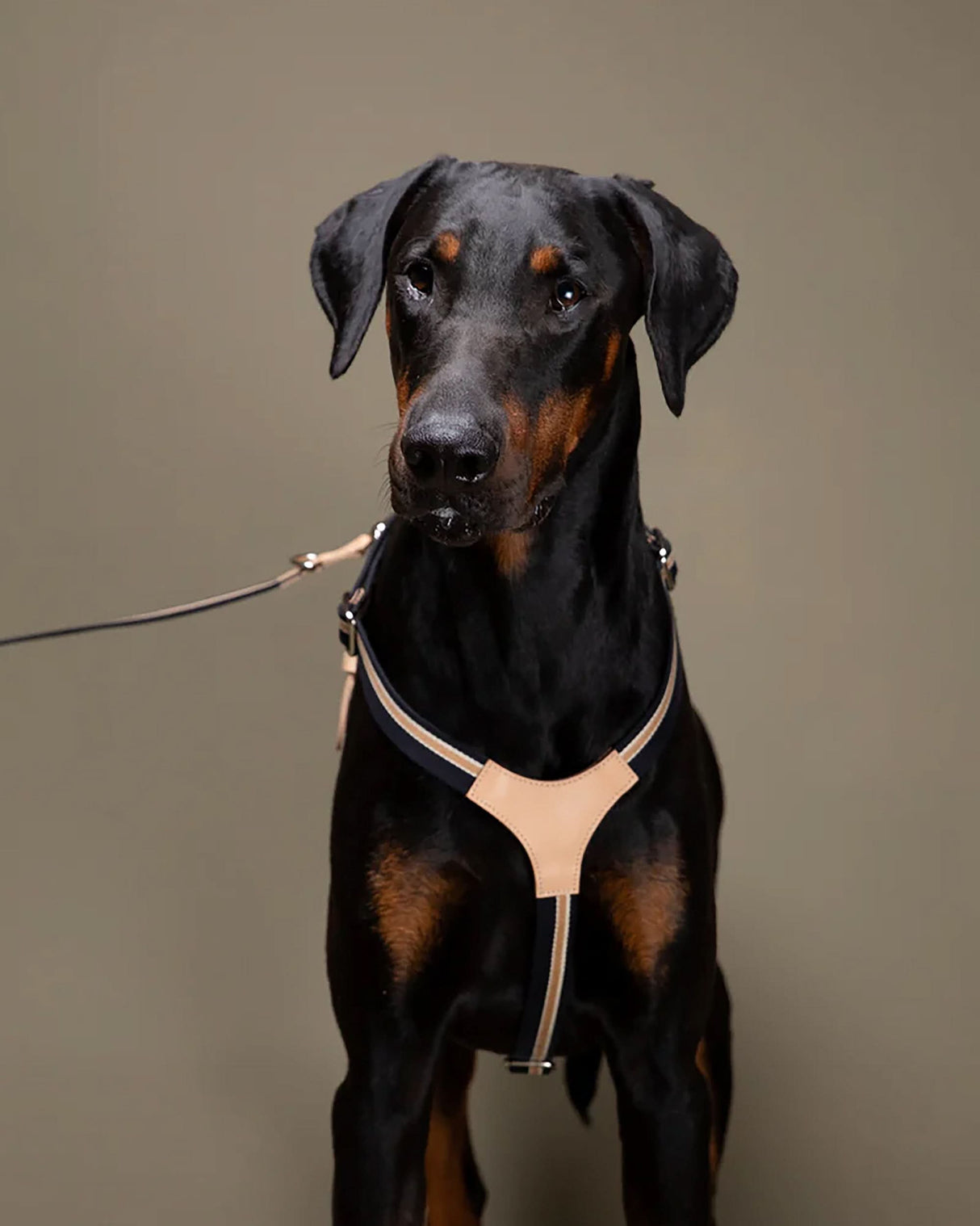 רתמה לכלב מכותנה איטלקית בשילוב עור | FRANCO RIBBON DOG HANRESS