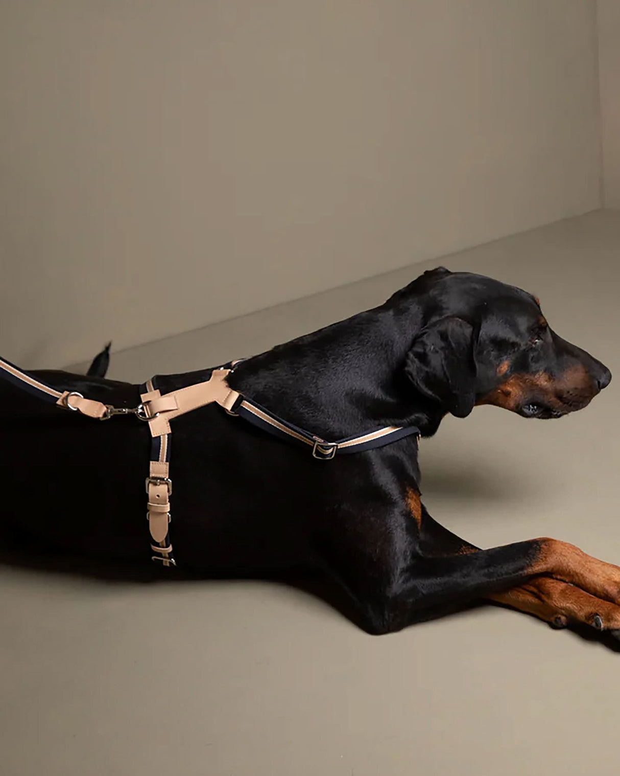 FRANCO RIBBON DOG HANRESS | רתמה לכלב