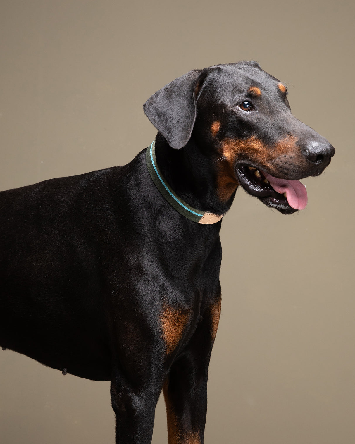 FRANCO RIBBON DOG COLLAR | קולר לכלב