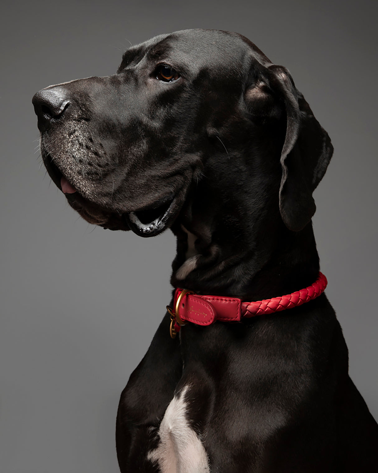 קולר קלוע לכלב מעור נאפה איטלקי | FERDINANDO NAPPA LEATHER COLLAR