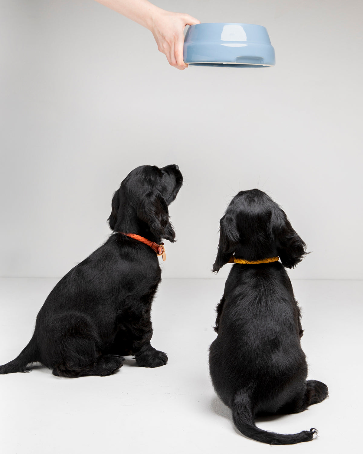 SEBASTIÃO CERAMIC DOG BOWLS |  קערת קרמיקה לכלב