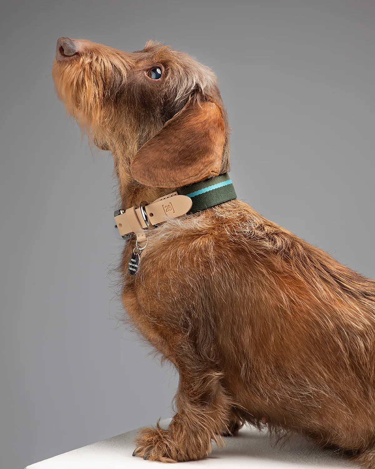 FRANCO RIBBON DOG COLLAR | קולר לכלב