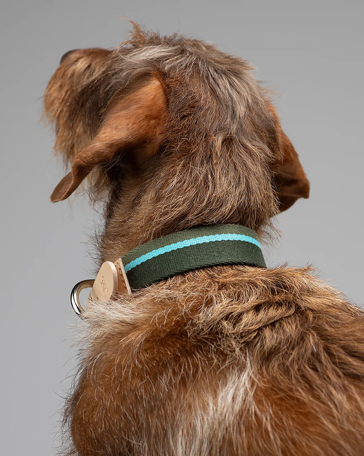 FRANCO RIBBON DOG COLLAR | קולר לכלב
