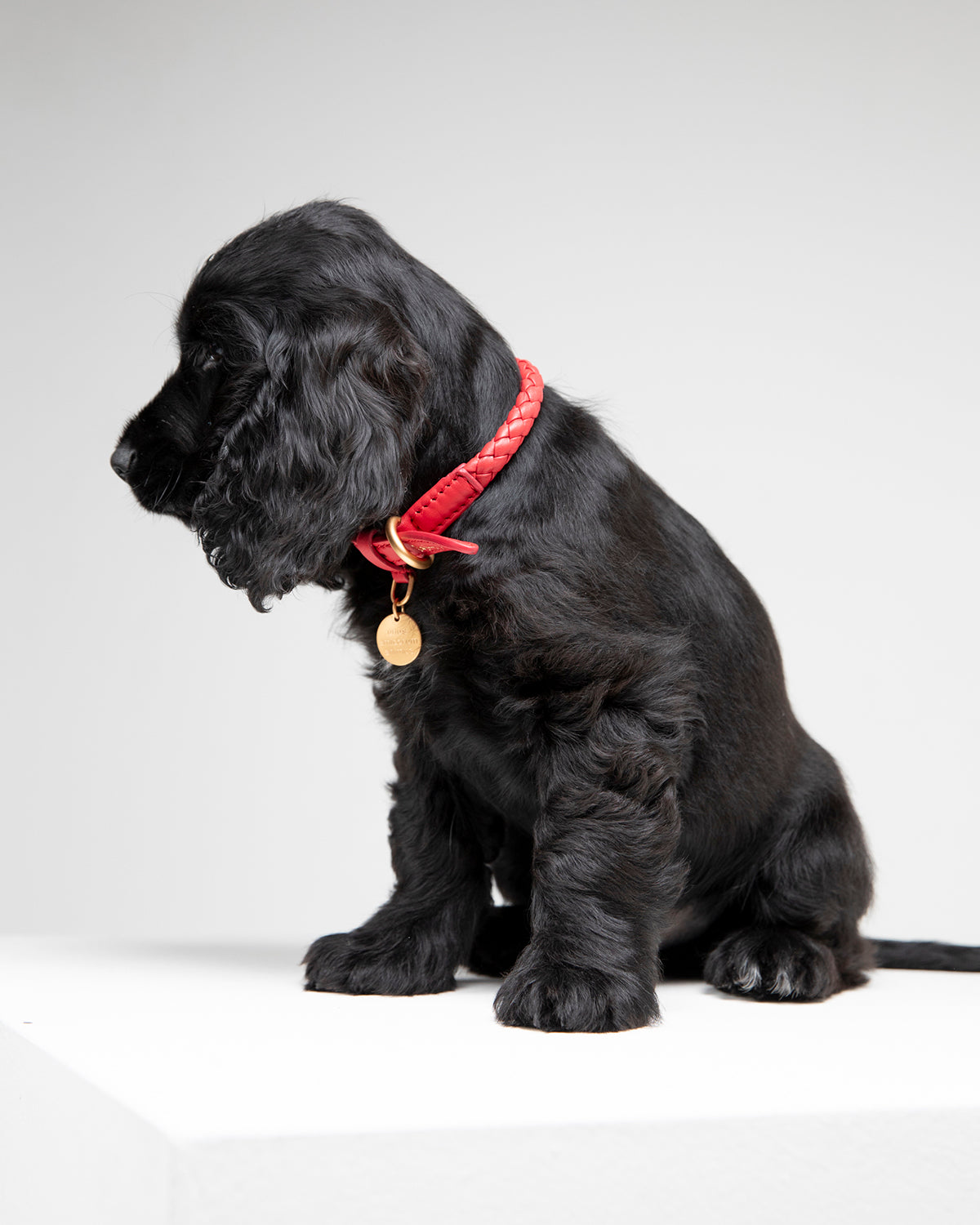 FERDINANDO LEATHER COLLAR | קולר עור נאפה לכלב