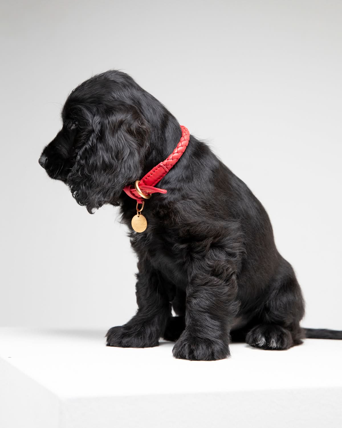 FERDINANDO NAPPA LEATHER COLLAR | קולר עור נאפה לכלב