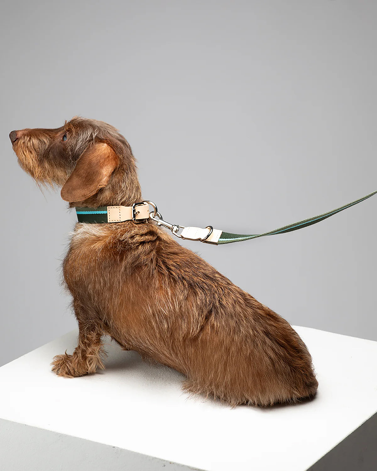 FRANCO RIBBON DOG COLLAR | קולר לכלב