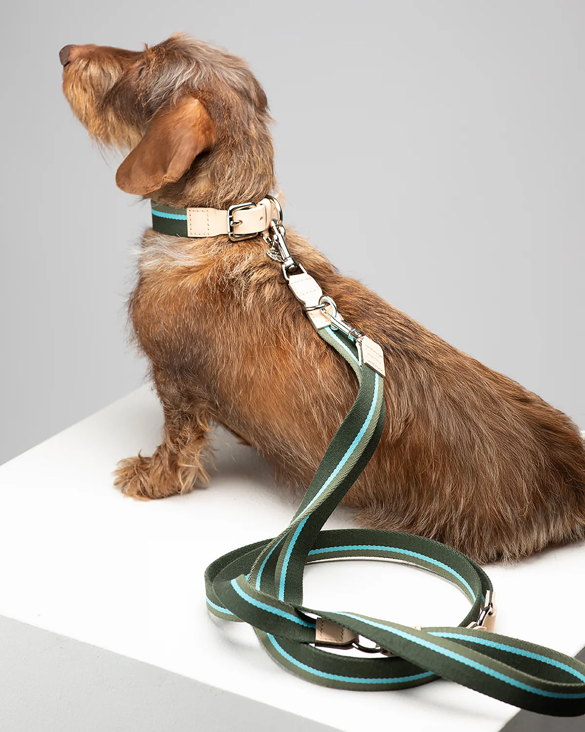 FRANCO RIBBON DOG COLLAR | קולר לכלב