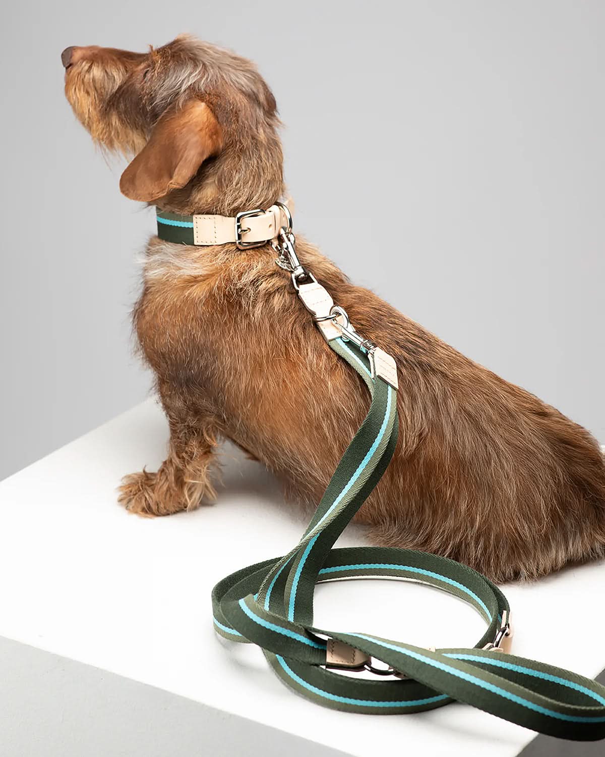 FRANCO RIBBON DOG COLLAR | קולר לכלב