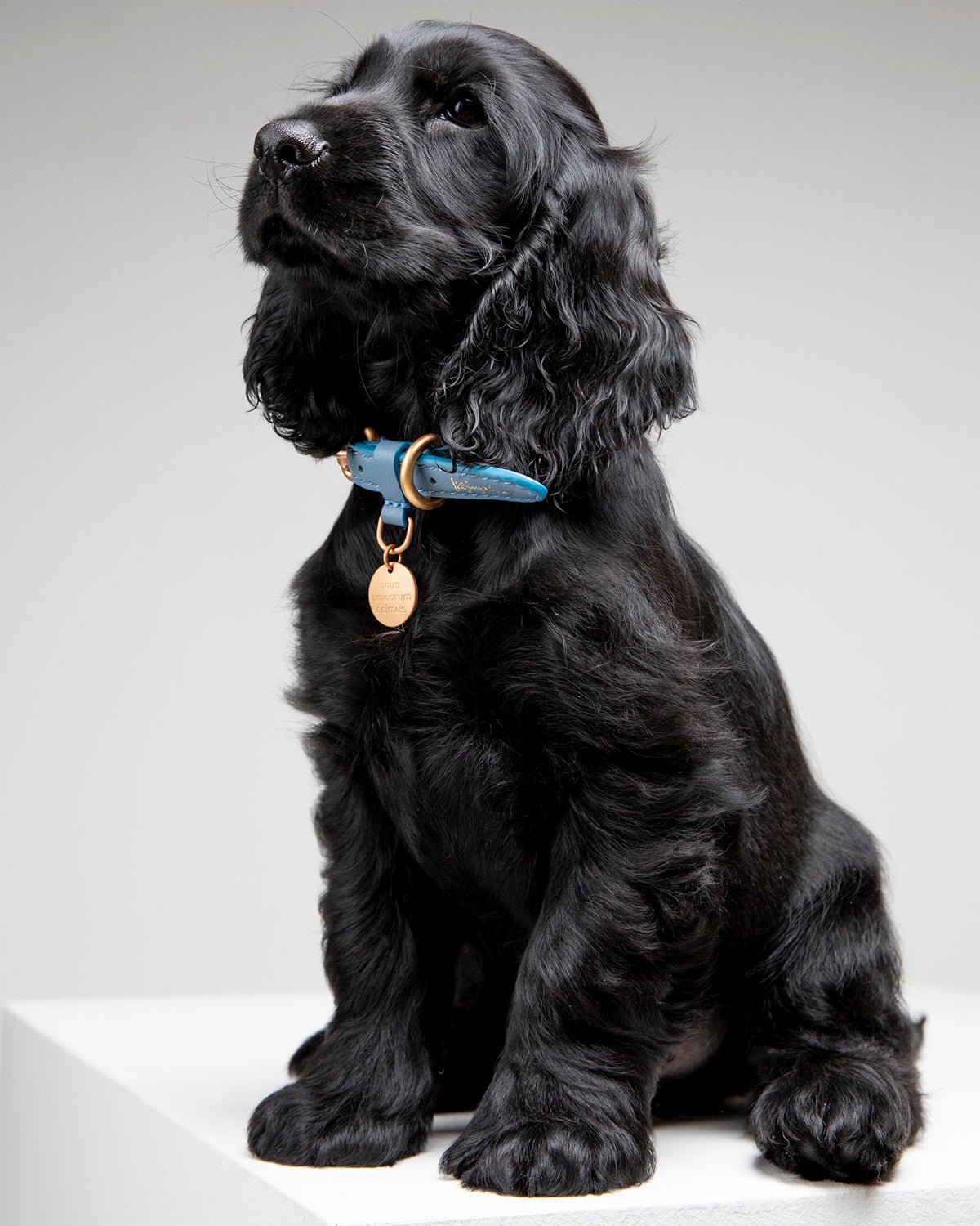 קולר עור לכלבים