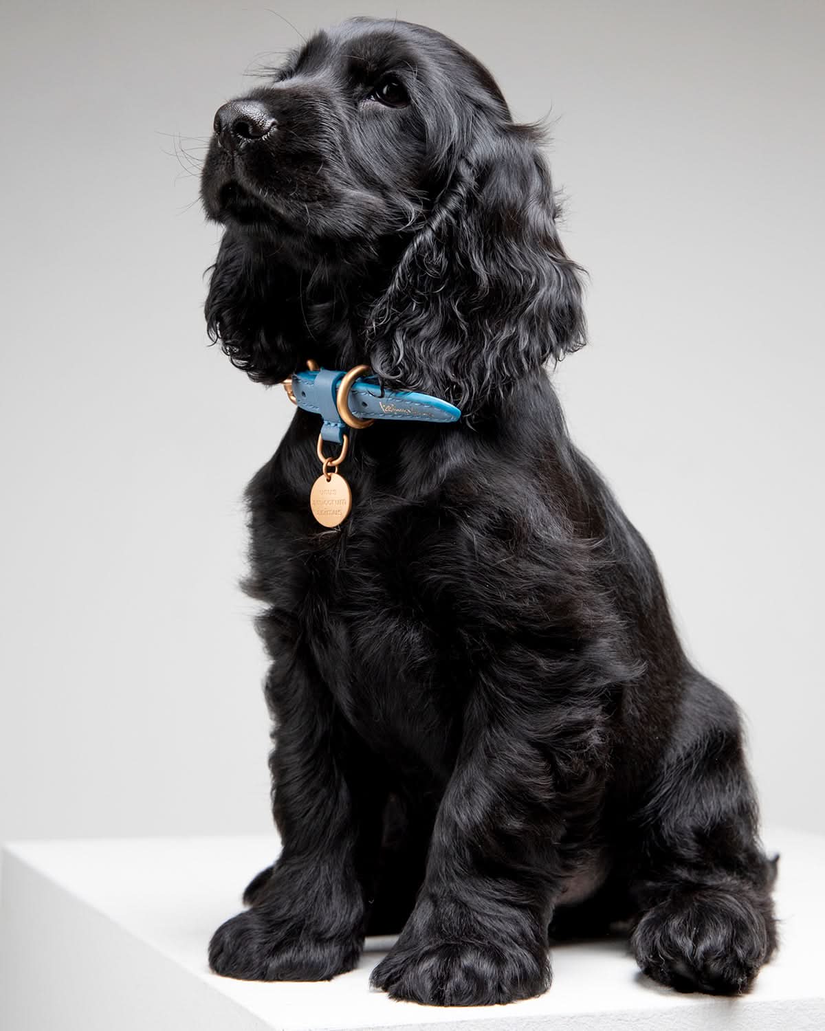 קולר עור לכלבים