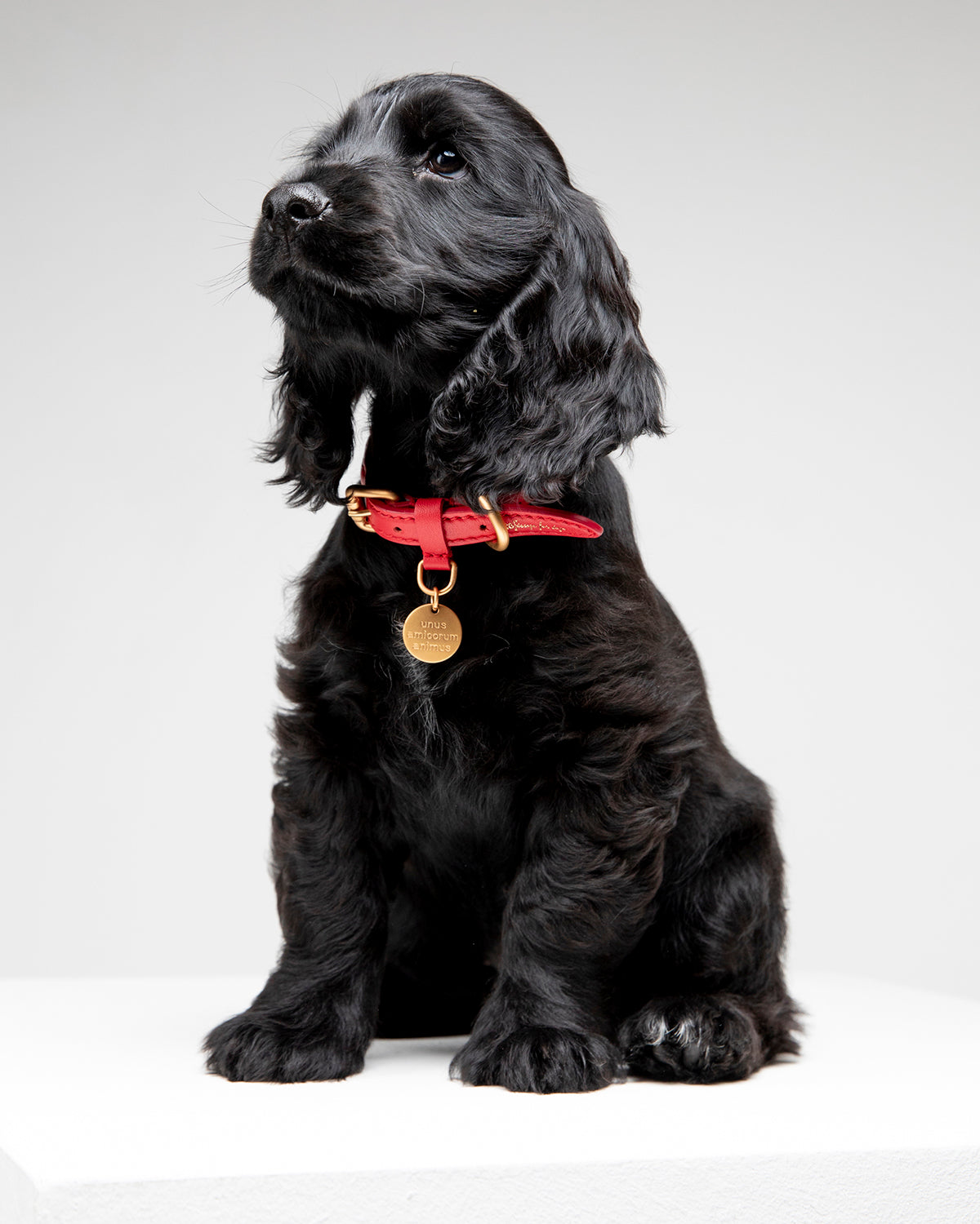 FERDINANDO LEATHER COLLAR | קולר עור נאפה לכלב